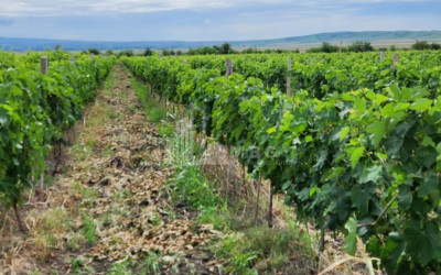 Продается Виноградник - Замковые Земля В Село Бадиаури, Сагареджо