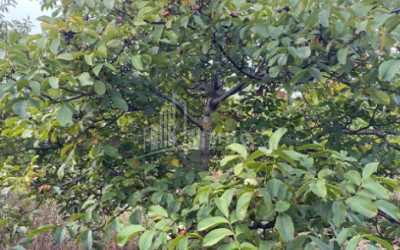 For Sale Walnut orchard Land In Melani, Gurjaani