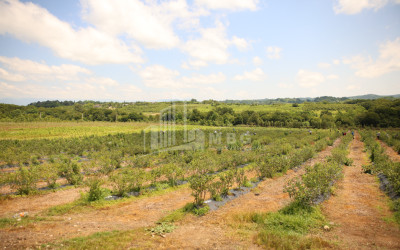 For Sale Blueberry orchard Land In Senaki