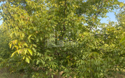 For Sale Walnut orchard Land In Melani, Gurjaani