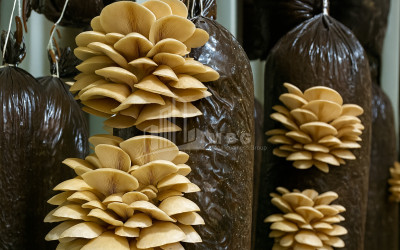 For Sale Mushroom Factory Commercial In Okami, Kaspi