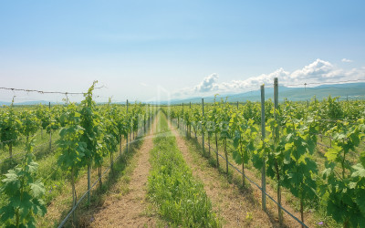 For Sale Chateau / Wine factory Commercial In Does, Kaspi