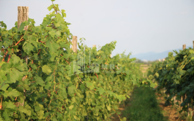For Sale Chateau / Wine factory Commercial In Does, Kaspi