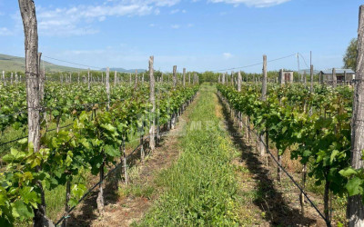 For Sale Chateau / Wine factory Commercial In Does, Kaspi