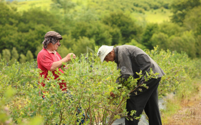 For Sale Blueberry orchard Land In Senaki