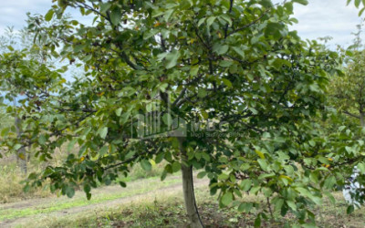 For Sale Walnut orchard Land In Melani, Gurjaani