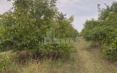 For Sale Walnut orchard Land In Melani, Gurjaani