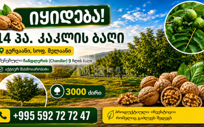 For Sale Walnut orchard Land In Melani, Gurjaani
