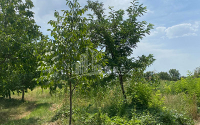 Продается Виноградник - Замковые Земля В Манави, Сагареджо