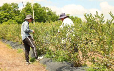 For Sale Blueberry orchard Land In Senaki