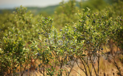 For Sale Blueberry orchard Land In Senaki