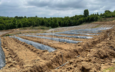 For Sale Blueberry orchard Land In Baileti, Ozurgeti