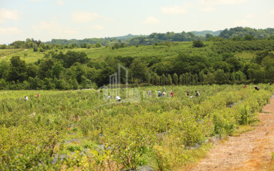 For Sale Blueberry orchard Land In Senaki
