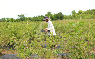 For Sale Blueberry orchard Land In Senaki