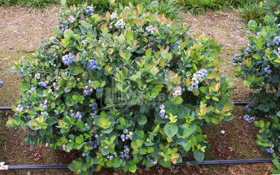 For Sale Blueberry orchard Land In Samegrelo