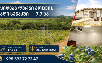 For Sale Blueberry orchard Land In Senaki