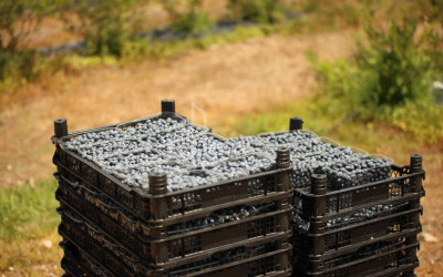 For Sale Blueberry orchard Land In Senaki