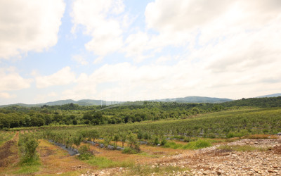 For Sale Blueberry orchard Land In Senaki