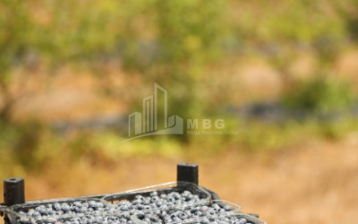 For Sale Blueberry orchard Land In Senaki