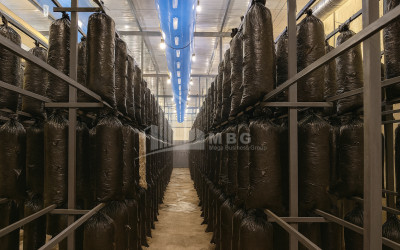 For Sale Mushroom Factory Commercial In Okami, Kaspi