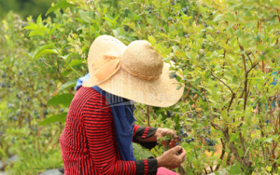 For Sale Blueberry orchard Land In Senaki