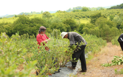 For Sale Blueberry orchard Land In Senaki