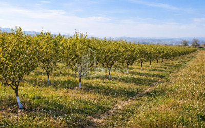 For Sale Orchards Land In the Village Shaumiani, Marneuli