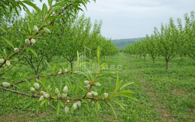 For Sale Walnut orchard Land In Bolnisi