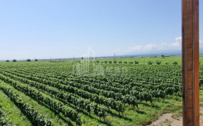 Продается Замок / Винный завод Коммерческий В Город Кварели, Кварели