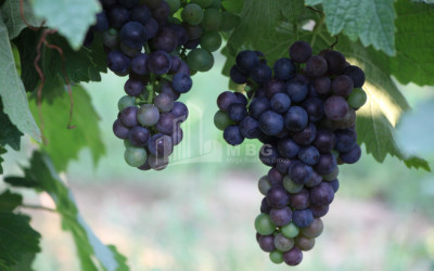 For Sale Chateau / Wine factory Commercial In Does, Kaspi