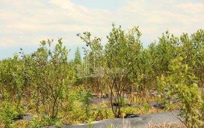 For Sale Blueberry orchard Land In Senaki
