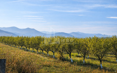 For Sale Orchards Land In the Village Shaumiani, Marneuli