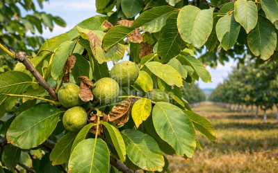 For Sale Walnut orchard Land In Melani, Gurjaani